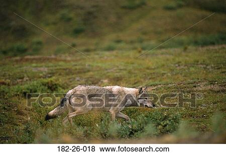 Outdoors, Wilderness, Wildlife, Tundra, Mammal, Wolf, Animals View Large Photo Image Stock Photo - Outdoors, Wilderness, Wildlife, Tundra, Mammal, Wolf, Animals. Fotosearch