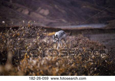 Outdoors, Wildlife, Animal, Walking, Grey, Mammal, Animals View Large Photo Image Stock Photo - Outdoors, Wildlife, Animal, Walking, Grey, Mammal, Animals. Fotosearch