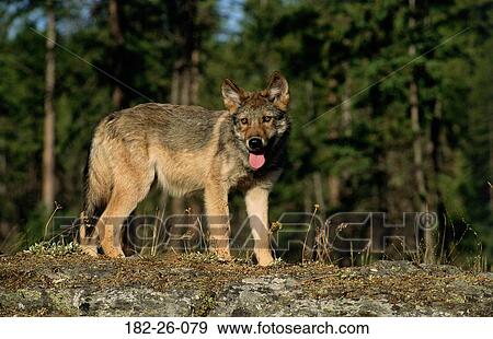 Outdoors, Wolves, Three, Standing, Months, Wilderness, Animal View Large Photo Image Stock Photo - Outdoors, Wolves, Three, Standing, Months, Wilderness, Animal. Fotosearch