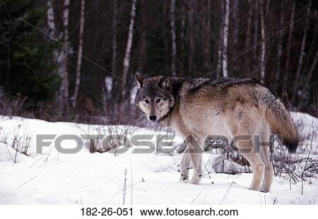 Outdoors, Wolves, Wildlife, Animal, Wilderness, Snow, Mammal View Large Photo Image Stock Image - Outdoors, Wolves, Wildlife, Animal, Wilderness, Snow, Mammal. Fotosearch