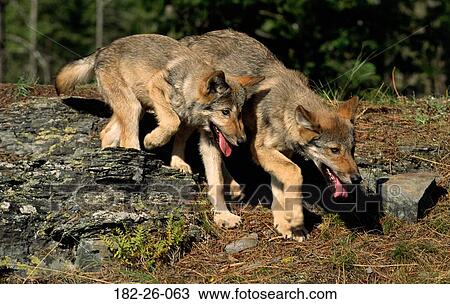 Pup, Months, Wolf, Pair, Wilderness, Mammal, Months View Large Photo Image Stock Image - Pup, Months, Wolf, Pair, Wilderness, Mammal, Months. Fotosearch
