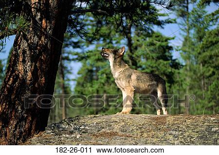 Pup, Wolves, Animals, Wildlife, Wolf, Cubs, Wild View Large Photo Image Stock Image - Pup, Wolves, Animals, Wildlife, Wolf, Cubs, Wild. Fotosearch