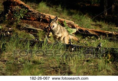 Pups, Months, Wildlife, Wilderness, Jumping, Cub, Mammal View Large Photo Image Stock Photo - Pups, Months, Wildlife, Wilderness, Jumping, Cub, Mammal. Fotosearch