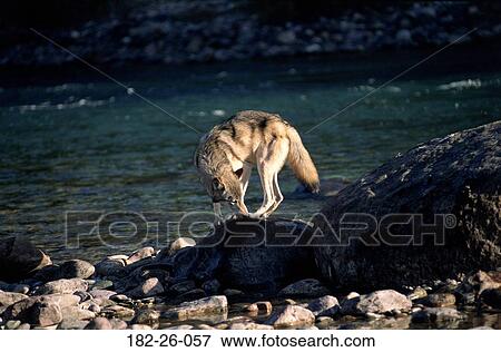 River, Wolves, Outdoors, Wild, Animal, Wolves View Large Photo Image Stock Photo - River, Wolves, Outdoors, Wild, Animal, Wolves. Fotosearch