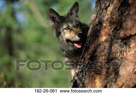 Shot, Animals, Months, Months, Wild, Up View Large Photo Image Stock Image - Shot, Animals, Months, Months, Wild, Up. Fotosearch