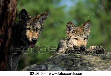 Shot, Cubs, Pups, Wolf, Animals, Months, Outdoors View Large Photo Image Picture - Shot, Cubs, Pups, Wolf, Animals, Months, Outdoors. Fotosearch