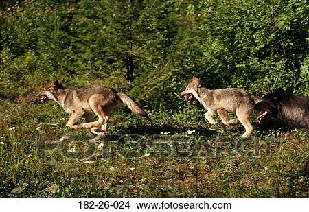 Three, Chasing, Running, Outdoors, Pup, Animal View Large Photo Image Picture - Three, Chasing, Running, Outdoors, Pup, Animal. Fotosearch