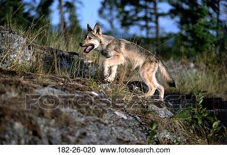 Three, Wildlife, Months, Walking, Animal, Pup, Wild View Large Photo Image Stock Image - Three, Wildlife, Months, Walking, Animal, Pup, Wild. Fotosearch