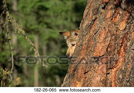 Tree, Cubs, Three, Wildlife, Animals, Months, Wolf View Large Photo Image Stock Photography - Tree, Cubs, Three, Wildlife, Animals, Months, Wolf. Fotosearch