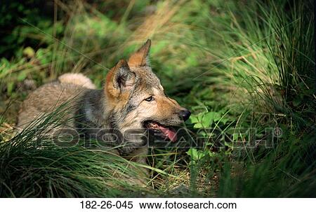 Stock Photography - Up, Animals, Animal, Wolves, Wolf, Close, Outdoors. Fotosearch