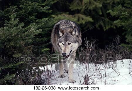 Walking, Mammal, Animals, Wildlife, Snow, Grey View Large Photo Image Stock Photo - Walking, Mammal, Animals, Wildlife, Snow, Grey. Fotosearch
