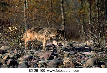 Walking, Mammal, Wolves, Outdoors, Animals, Wolves View Large Photo Image Stock Image - Walking, Mammal, Wolves, Outdoors, Animals, Wolves. Fotosearch