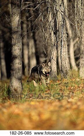 Walking, Wildlife, Wolves, Wilderness, Months, Animal View Large Photo Image Stock Photography - Walking, Wildlife, Wolves, Wilderness, Months, Animal. Fotosearch