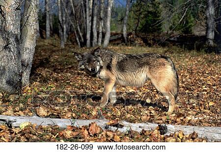 Wild, Mammal, Animals, Walking, Outdoors, Wildlife View Large Photo Image Stock Photo - Wild, Mammal, Animals, Walking, Outdoors, Wildlife. Fotosearch