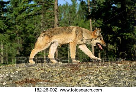 Wild, Mammal, Animals, Wolves, Wolves, Wolf, Animal View Large Photo Image Stock Image - Wild, Mammal, Animals, Wolves, Wolves, Wolf, Animal. Fotosearch