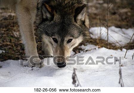 Wild, Shot, Wolves, Wolf, Animals, Animal, Head View Large Photo Image Stock Photograph - Wild, Shot, Wolves, Wolf, Animals, Animal, Head. Fotosearch