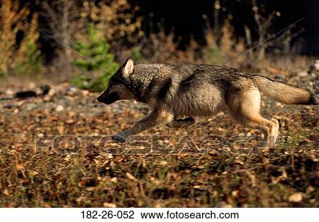 Wild, Wildlife, Mammal, Outdoors, Months, Wolves View Large Photo Image Stock Image - Wild, Wildlife, Mammal, Outdoors, Months, Wolves. Fotosearch