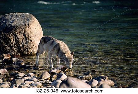 Wild, Wildlife, Mammal, Wilderness, Wolf, Drinking View Large Photo Image Stock Photograph - Wild, Wildlife, Mammal, Wilderness, Wolf, Drinking. Fotosearch