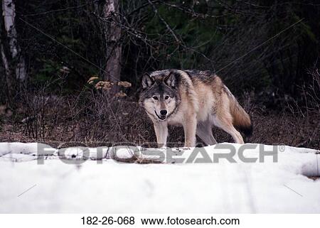 Wild, Wolves, Animals, Wildlife, Grey, Outdoors, Animal View Large Photo Image Stock Photo - Wild, Wolves, Animals, Wildlife, Grey, Outdoors, Animal. Fotosearch