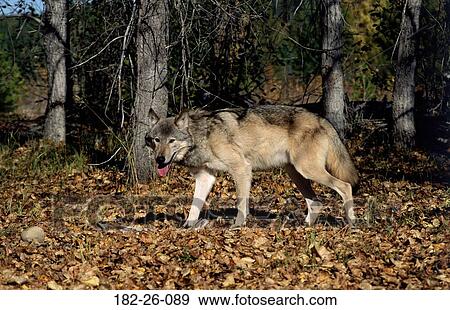 Stock Photo - Wild, Wolves, Wildlife, Wilderness, Mammal, Animal, Animals. Fotosearch