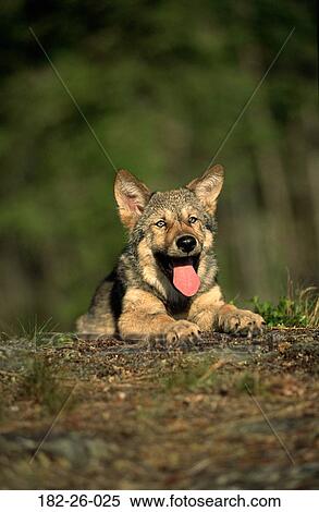 Wilderness, Animals, Pups, Months, Outdoors, Lying, Wolf View Large Photo Image Stock Photography - Wilderness, Animals, Pups, Months, Outdoors, Lying, Wolf. Fotosearch
