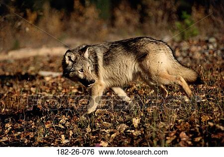 Wilderness, Cubs, Wolves, Mammal, Wildlife, Animal, Animals View Large Photo Image Stock Photograph - Wilderness, Cubs, Wolves, Mammal, Wildlife, Animal, Animals. Fotosearch