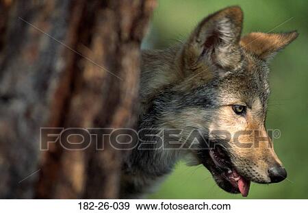 Wilderness, Shot, Wildlife, Wolves, Up, Cubs, Head View Large Photo Image Stock Photo - Wilderness, Shot, Wildlife, Wolves, Up, Cubs, Head. Fotosearch