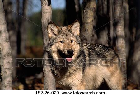 Wilderness, Wildlife, Wild, Months, Animal, Pups, Animals View Large Photo Image Stock Photo - Wilderness, Wildlife, Wild, Months, Animal, Pups, Animals. Fotosearch