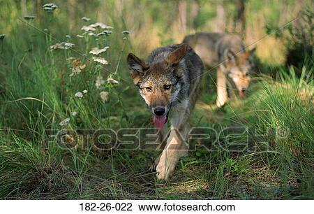 Wilderness, Wolves, Animals, Mammal, Outdoors, Wildlife View Large Photo Image Stock Image - Wilderness, Wolves, Animals, Mammal, Outdoors, Wildlife. Fotosearch