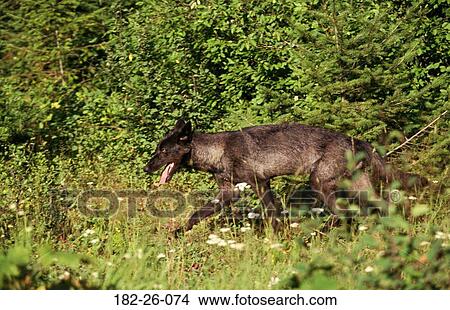 Wilderness, Wolves, Outdoors, Animal, Black, Wildlife View Large Photo Image Picture - Wilderness, Wolves, Outdoors, Animal, Black, Wildlife. Fotosearch