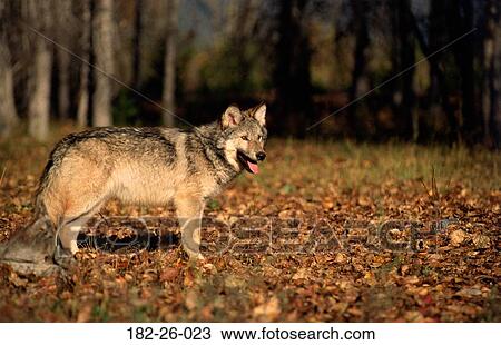 Wilderness, Wolves, Wildlife, Pup, Outdoors, Cubs, Animals View Large Photo Image Stock Image - Wilderness, Wolves, Wildlife, Pup, Outdoors, Cubs, Animals. Fotosearch