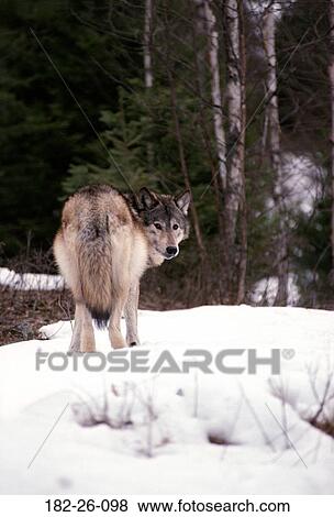 Wildlife, Animals, Male, Wolves, Wild, Wolf, Wolf View Large Photo Image Stock Photo - Wildlife, Animals, Male, Wolves, Wild, Wolf, Wolf. Fotosearch