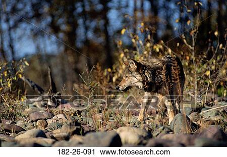 Wildlife, Animals, Mammal, Wolves, Wolf, Animal, Outdoors View Large Photo Image Stock Image - Wildlife, Animals, Mammal, Wolves, Wolf, Animal, Outdoors. Fotosearch