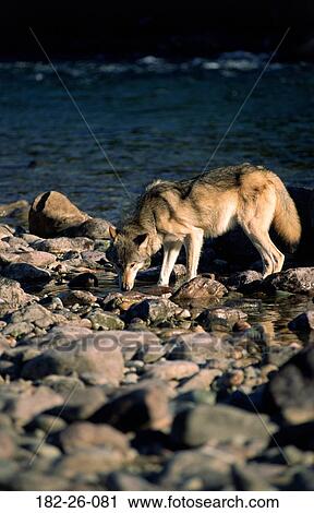 Wildlife, Mammal, Outdoors, Drinking, Wilderness, Wolves, Animal View Large Photo Image Stock Image - Wildlife, Mammal, Outdoors, Drinking, Wilderness, Wolves, Animal. Fotosearch