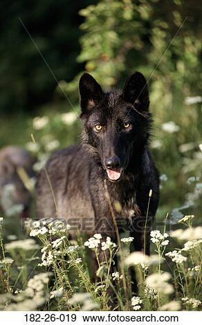 Wildlife, Wild, Wolves, Mammal, Black, Wolves, Animal View Large Photo Image Stock Photo - Wildlife, Wild, Wolves, Mammal, Black, Wolves, Animal. Fotosearch