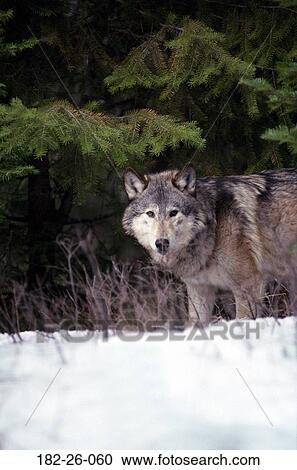 Wildlife, Wolf, Male, Snow, Outdoors, Animals, Grey View Large Photo Image Stock Image - Wildlife, Wolf, Male, Snow, Outdoors, Animals, Grey. Fotosearch