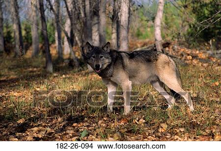 Wildlife, Wolf, Mammal, Animals, Wolves, Wilderness View Large Photo Image Picture - Wildlife, Wolf, Mammal, Animals, Wolves, Wilderness. Fotosearch