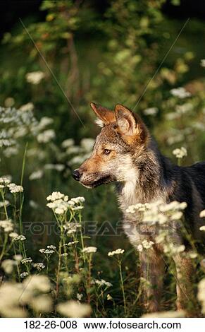 Wildlife, Wolf, Wild, Pups, Animal, Flower, Mammal View Large Photo Image Stock Photo - Wildlife, Wolf, Wild, Pups, Animal, Flower, Mammal. Fotosearch
