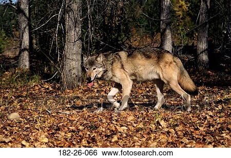 Wildlife, Wolf, Wilderness, Wolves, Animals, Mammal, Wild View Large Photo Image Stock Photograph - Wildlife, Wolf, Wilderness, Wolves, Animals, Mammal, Wild. Fotosearch