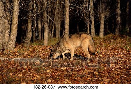 Wildlife, Wolves, Wolf, Smelling, Wilderness, Animals, Wolves View Large Photo Image Stock Photo - Wildlife, Wolves, Wolf, Smelling, Wilderness, Animals, Wolves. Fotosearch