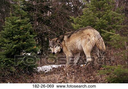 Wolf, Animal, Wilderness, Mammal, Wildlife, Male, Animals View Large Photo Image Stock Photo - Wolf, Animal, Wilderness, Mammal, Wildlife, Male, Animals. Fotosearch