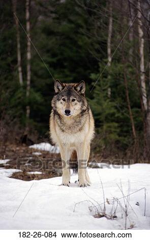 Wolf, Mammal, Wolves, Grey, Outdoors, Wildlife, Animals View Large Photo Image Picture - Wolf, Mammal, Wolves, Grey, Outdoors, Wildlife, Animals. Fotosearch
