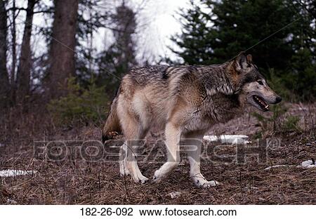 Wolf, Mammal, Wolves, Male, Wolves, Grey, Wilderness View Large Photo Image Stock Image - Wolf, Mammal, Wolves, Male, Wolves, Grey, Wilderness. Fotosearch
