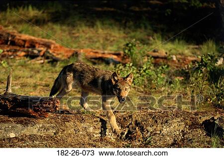 Wolf, Wilderness, Months, Cubs, Outdoors, Cub, Animal View Large Photo Image Stock Image - Wolf, Wilderness, Months, Cubs, Outdoors, Cub, Animal. Fotosearch