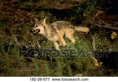 Wolf, Wilderness, Pup, Months, Outdoors, Cubs, Animals View Large Photo Image Stock Photo - Wolf, Wilderness, Pup, Months, Outdoors, Cubs, Animals. Fotosearch