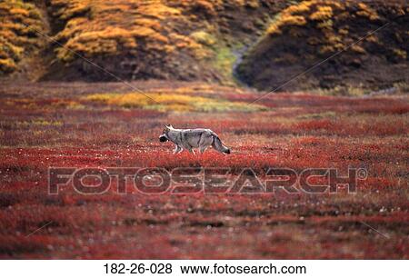 Wolf, Wildlife, Wild, Outdoors, Wolves, Prey, Wolves View Large Photo Image Stock Photo - Wolf, Wildlife, Wild, Outdoors, Wolves, Prey, Wolves. Fotosearch