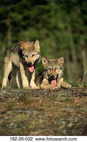 Wolves, Animal, Mammal, Outdoors, Three, Months, Wolves View Large Photo Image Stock Image - Wolves, Animal, Mammal, Outdoors, Three, Months, Wolves. Fotosearch