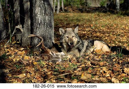 Wolves, Animals, Animal, Mammal, Five, Outdoors, Cub View Large Photo Image Stock Photography - Wolves, Animals, Animal, Mammal, Five, Outdoors, Cub. Fotosearch