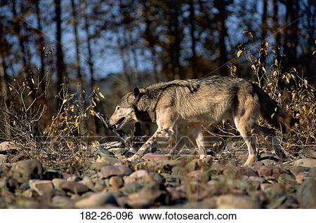 Wolves, Animals, Animal, Wolf, Wildlife, Mammal, Outdoors View Large Photo Image Stock Photograph - Wolves, Animals, Animal, Wolf, Wildlife, Mammal, Outdoors. Fotosearch