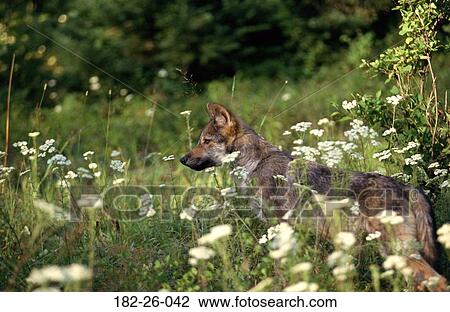 Wolves, Cubs, Animals, Outdoors, Wolves, Flower, Animal View Large Photo Image Stock Image - Wolves, Cubs, Animals, Outdoors, Wolves, Flower, Animal. Fotosearch